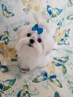 Rocket, a male Maltese for sale in Fresno, CA – 2 of 10
