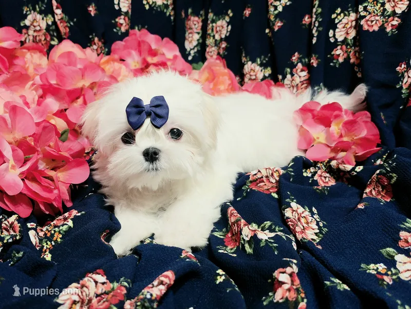 Rocket – Maltese puppy for sale in Fresno, CA