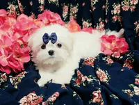 Rocket, a male Maltese for sale in Fresno, CA – 2 of 10