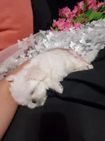 Angel , a male Maltese for sale in Fresno, CA – Photo 4 of 4