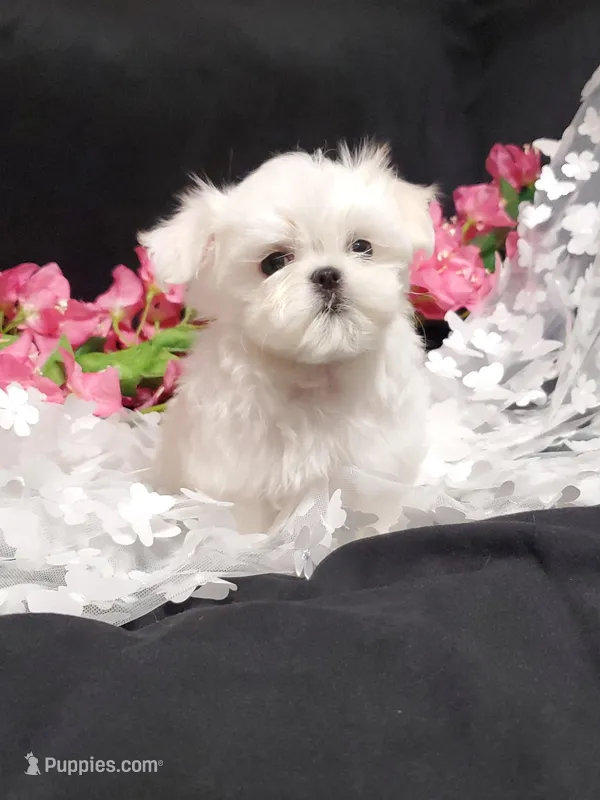 Angel  – Maltese puppy for sale in Fresno, CA
