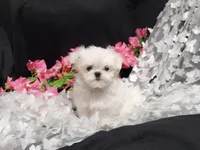 Angel , a male Maltese for sale in Fresno, CA – Photo 2 of 4