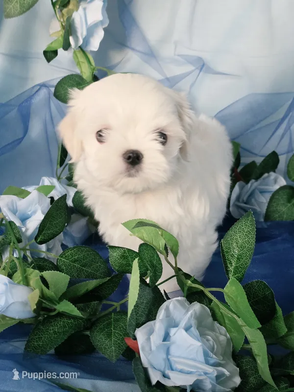 Male 3 – Maltese puppy for sale in Fresno, CA