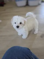 Sweet Girl, a female Maltipoo and Maltese for sale in Fresno, CA – 7 of 8