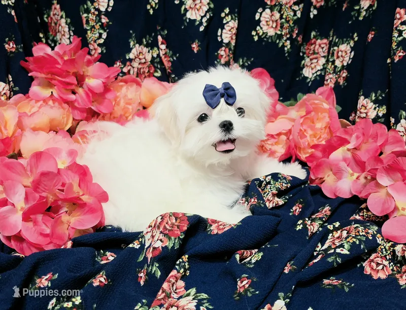 Rocket – Maltese puppy for sale in Fresno, CA