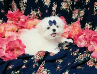 Rocket, a male Maltese for sale in Fresno, CA – 1 of 10