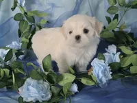 Mickey, a male Maltese for sale in Fresno, CA – 3 of 4