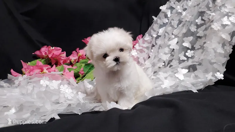 Remi – Maltese puppy for sale in Fresno, CA