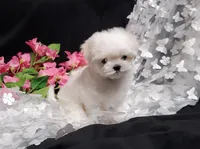 Remi, a female Maltese for sale in Fresno, CA – Photo 5 of 9