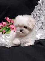 Remi, a female Maltese for sale in Fresno, CA – Photo 3 of 9