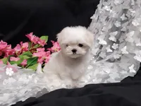 Remi, a female Maltese for sale in Fresno, CA – Photo 6 of 9