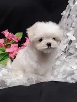 Remi, a female Maltese for sale in Fresno, CA – Photo 4 of 9