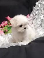 Remi, a female Maltese for sale in Fresno, CA – Photo 2 of 9