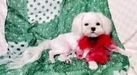 Rocket, a male Maltese for sale in Fresno, CA – 7 of 8
