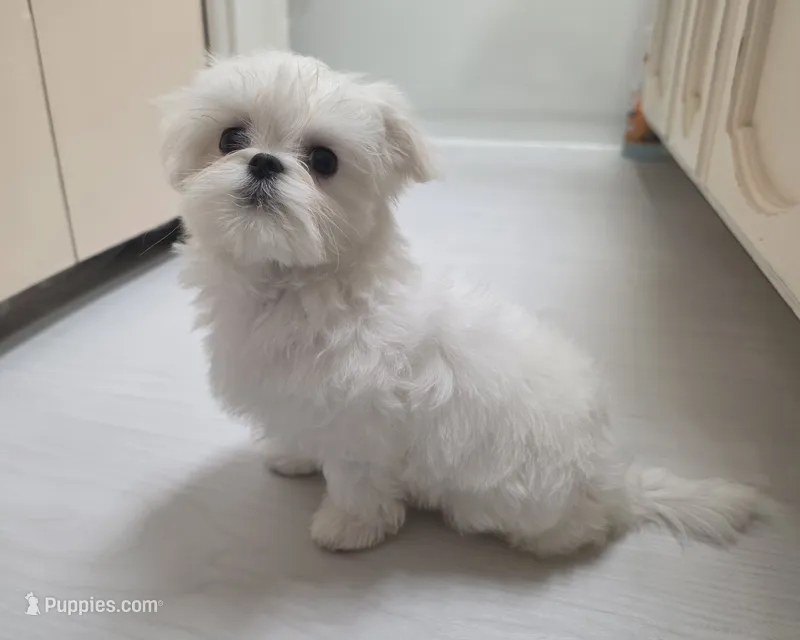 Rocket – Maltese puppy for sale in Fresno, CA