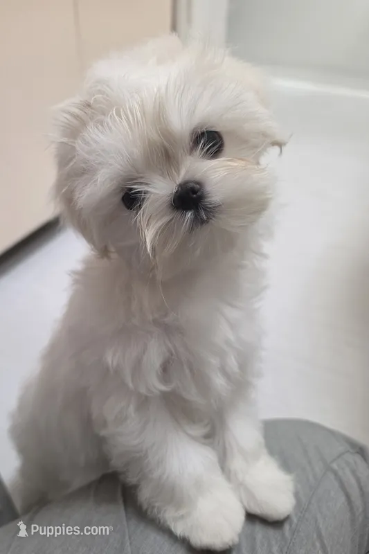 Rumi – Maltese puppy for sale in Fresno, CA