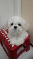 Rocket, a male Maltese for sale in Fresno, CA – 3 of 10