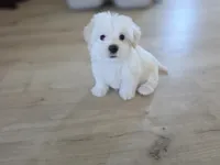 Sweet Girl, a female Maltipoo and Maltese for sale in Fresno, CA – 4 of 8