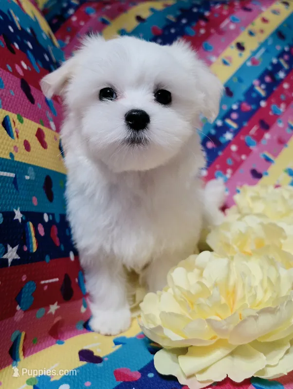 Male 2 – Maltese puppy for sale in Fresno, CA