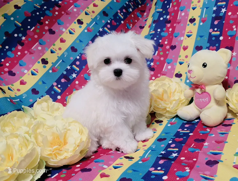 Female 1 – Maltese puppy for sale in Fresno, CA