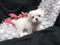 Rascal, a male Maltese for sale in Fresno, CA – Photo 6 of 7