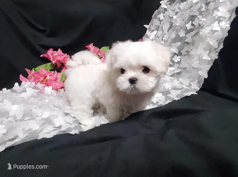 Rascal – Maltese puppy for sale in Fresno, CA