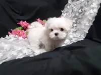 Rascal, a male Maltese for sale in Fresno, CA – Photo 1 of 7