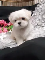 Rascal, a male Maltese for sale in Fresno, CA – Photo 4 of 7