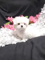 Rascal, a male Maltese for sale in Fresno, CA – Photo 5 of 7