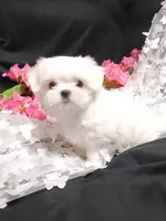 Rascal, a male Maltese for sale in Fresno, CA – Photo 2 of 7