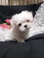 Rascal, a male Maltese for sale in Fresno, CA – Photo 3 of 7