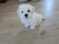 Sweet Girl, a female Maltipoo and Maltese for sale in Fresno, CA – 2 of 8