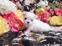 processed/dcb5cd50-c2c1-444f-8286-e43b0ebf3051/listing/8f7c40f8-c879-4bbf-84bf-749816fdefea/54c02f08-2b25-4732-9562-2a6fabd0c55e