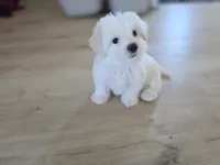 Sweet Girl, a female Maltipoo and Maltese for sale in Fresno, CA – 3 of 8