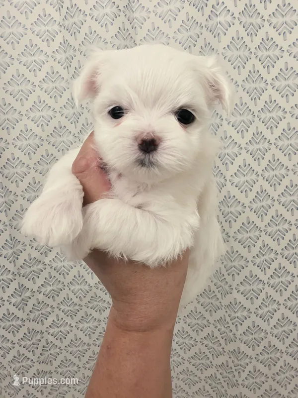 Girl 4 – Maltese puppy on hold in Fresno, CA