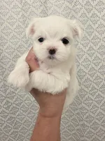 Girl 4, a female Maltese for sale in Fresno, CA – 1 of 1