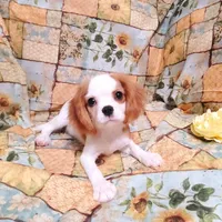 Dottie, a female Cavalier King Charles Spaniel for sale in Fresno, CA – Photo 7 of 10