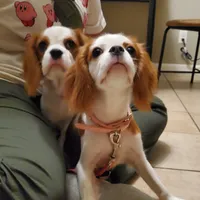 Dottie, a female Cavalier King Charles Spaniel for sale in Fresno, CA – Photo 4 of 10