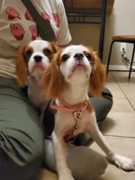 processed/dcb5cd50-c2c1-444f-8286-e43b0ebf3051/listing/96029b33-ebf4-42dd-898d-874bf4598bdc/1617c217-24fd-4042-a7b8-0bb7bd0e94d4