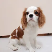 Dottie, a female Cavalier King Charles Spaniel for sale in Fresno, CA – Photo 1 of 10