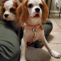 Dottie, a female Cavalier King Charles Spaniel for sale in Fresno, CA – Photo 5 of 10