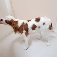 Dottie, a female Cavalier King Charles Spaniel for sale in Fresno, CA – Photo 3 of 10