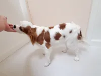 processed/dcb5cd50-c2c1-444f-8286-e43b0ebf3051/listing/96029b33-ebf4-42dd-898d-874bf4598bdc/b182d827-f3ad-42d2-930e-c4a0eab3b884