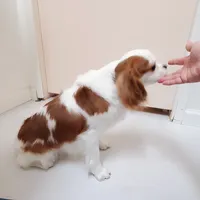 Dottie, a female Cavalier King Charles Spaniel for sale in Fresno, CA – Photo 2 of 10