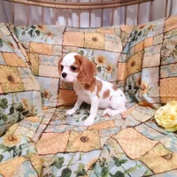 Dottie, a female Cavalier King Charles Spaniel for sale in Fresno, CA – Photo 9 of 10
