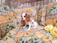 processed/dcb5cd50-c2c1-444f-8286-e43b0ebf3051/listing/96029b33-ebf4-42dd-898d-874bf4598bdc/eb45ff29-ac61-4a40-9309-4c9f1cda7757