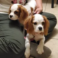 Dottie, a female Cavalier King Charles Spaniel for sale in Fresno, CA – Photo 6 of 10