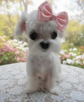 Lilli , a female Maltese for sale in Fresno, CA – 1 of 1