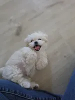 Silly Girl, a female Maltipoo and Maltese for sale in Fresno, CA – 5 of 5