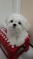 Rocket, a male Maltese for sale in Fresno, CA – 4 of 10